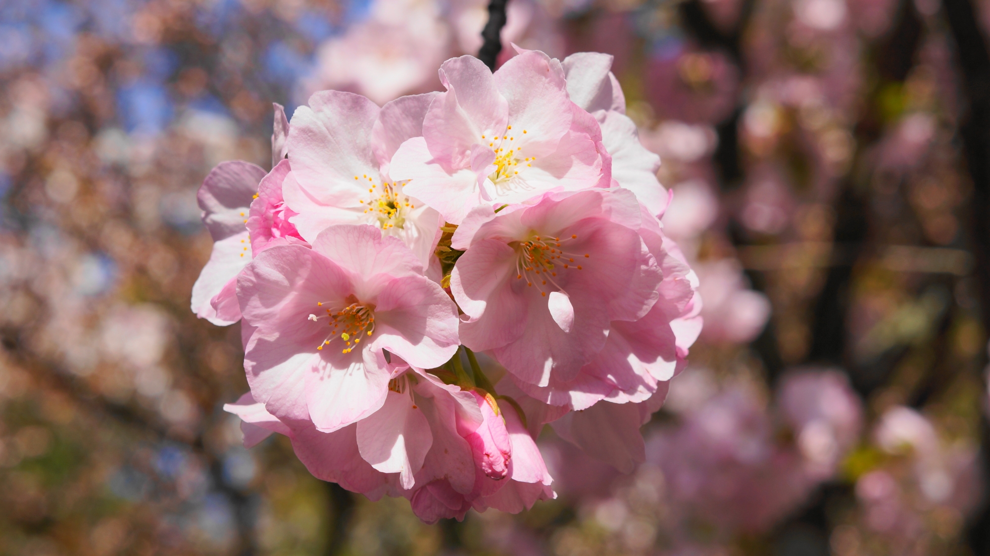 淡いピンクの八重桜の衣笠桜