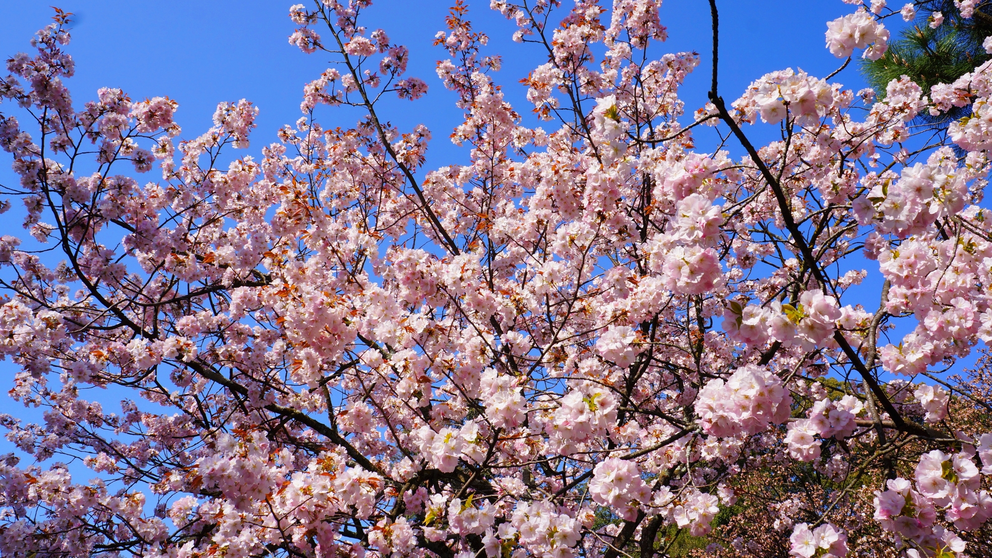 春色の賑やかな雰囲気が伝わってくる桜