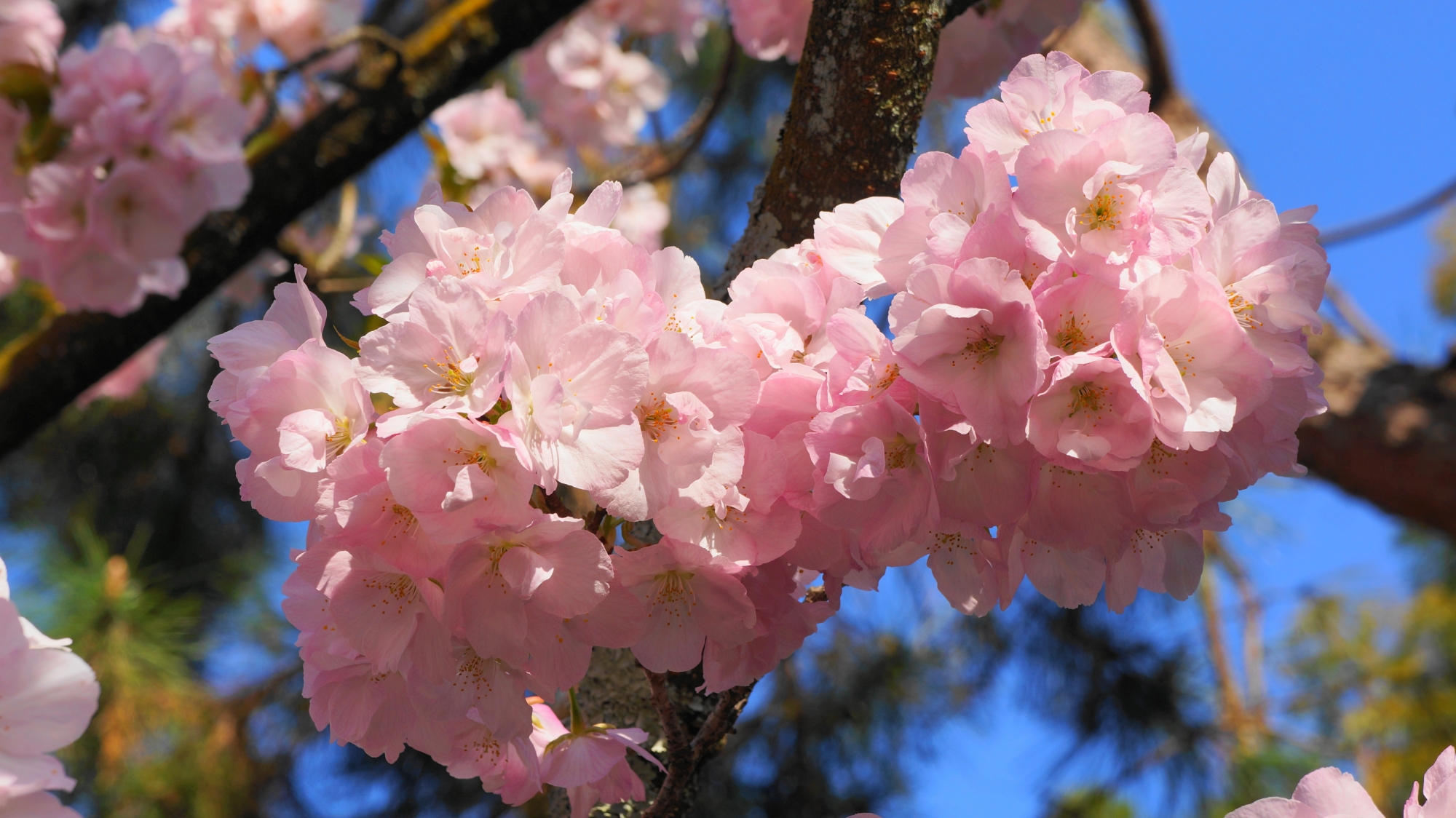遠目から見ればコロンとした形の八重桜