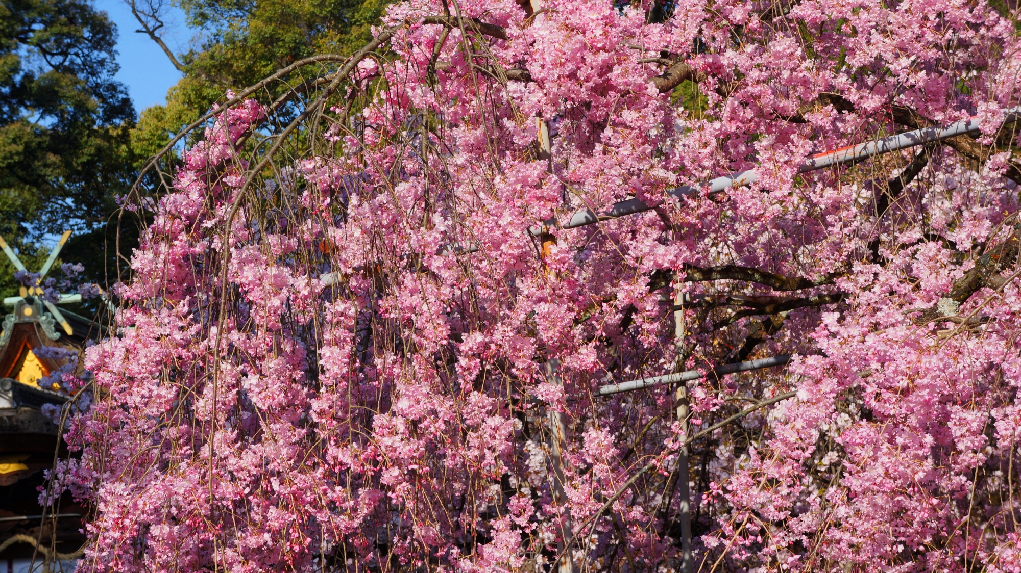 平野神社の拝殿横のしだれ桜