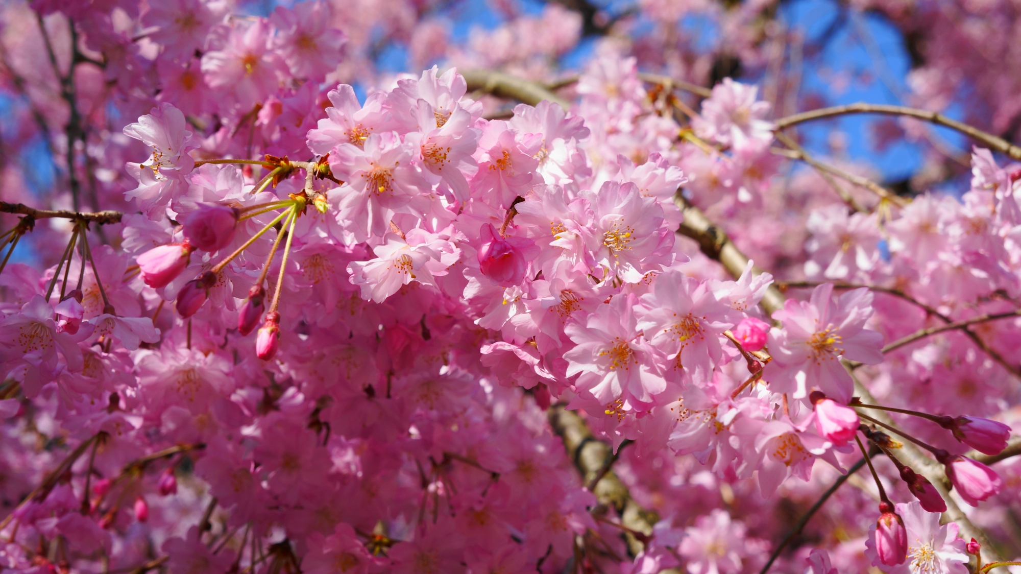 鮮やかな花をいっぱいつけたしだれ桜