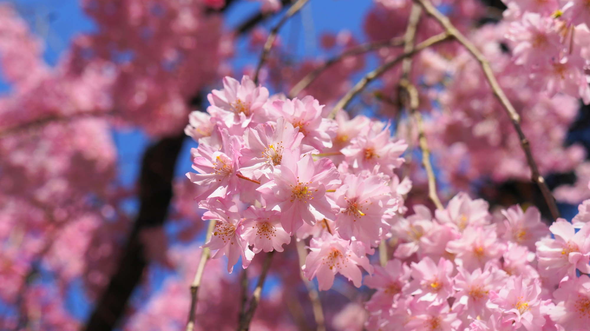 春を華やかに彩るしだれ桜