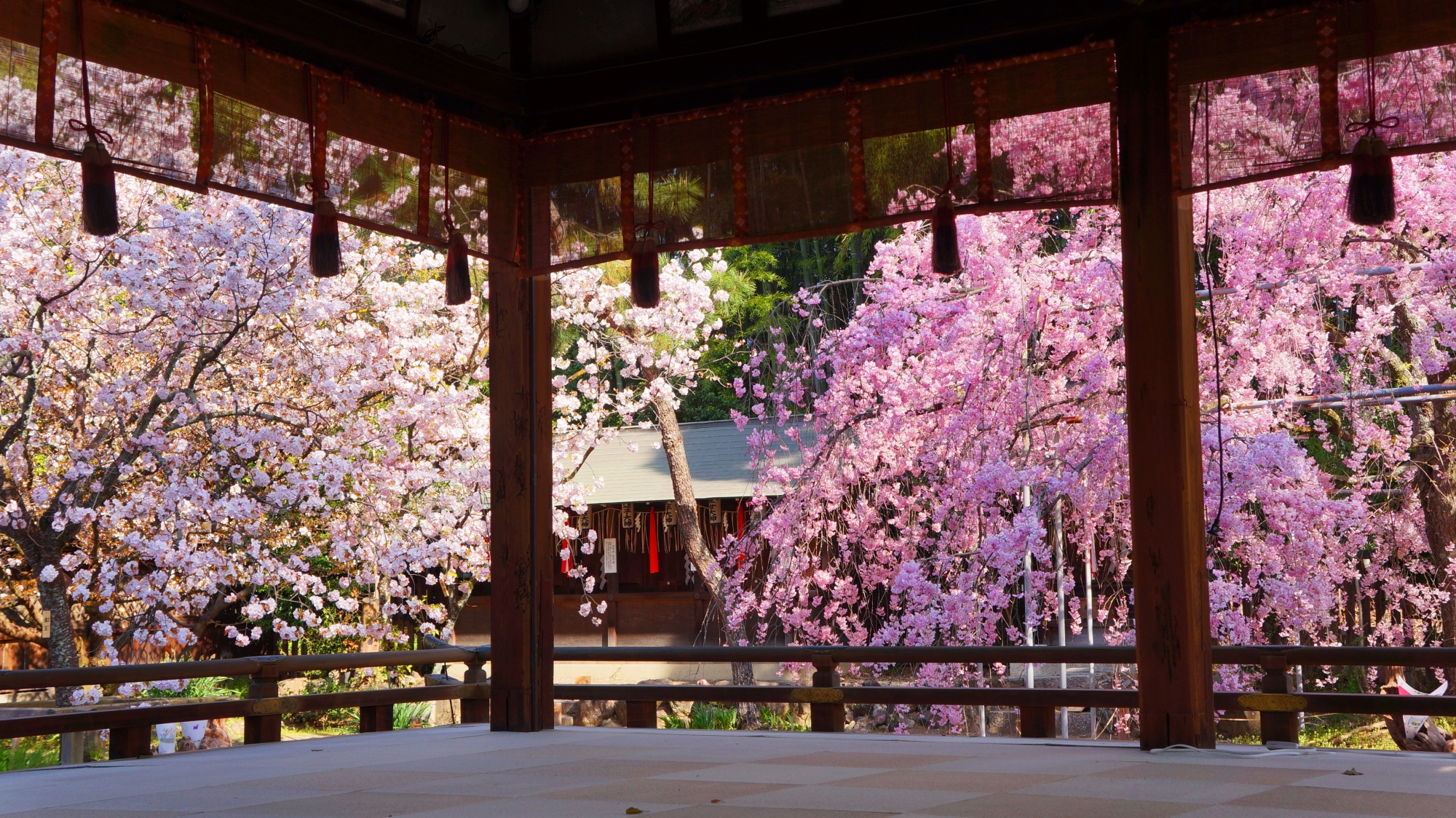 見事な桜につつまれた拝殿