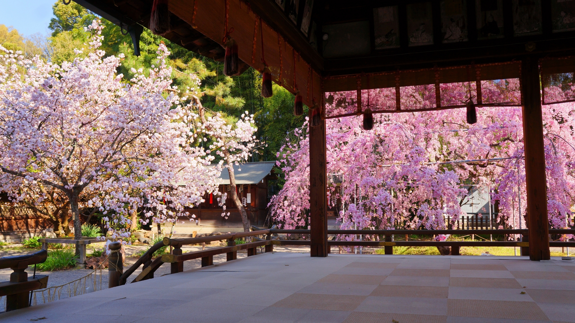 平野神社の優雅な春の彩り