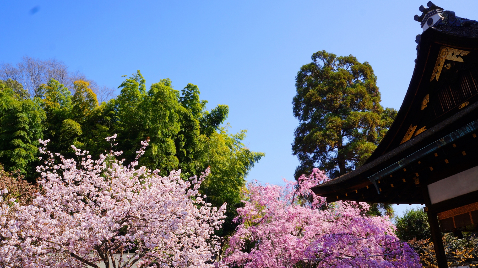 高画質 桜 写真 平野神社拝殿