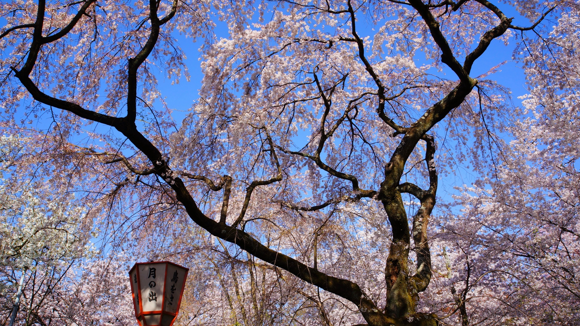 枝の形が芸術的な桜