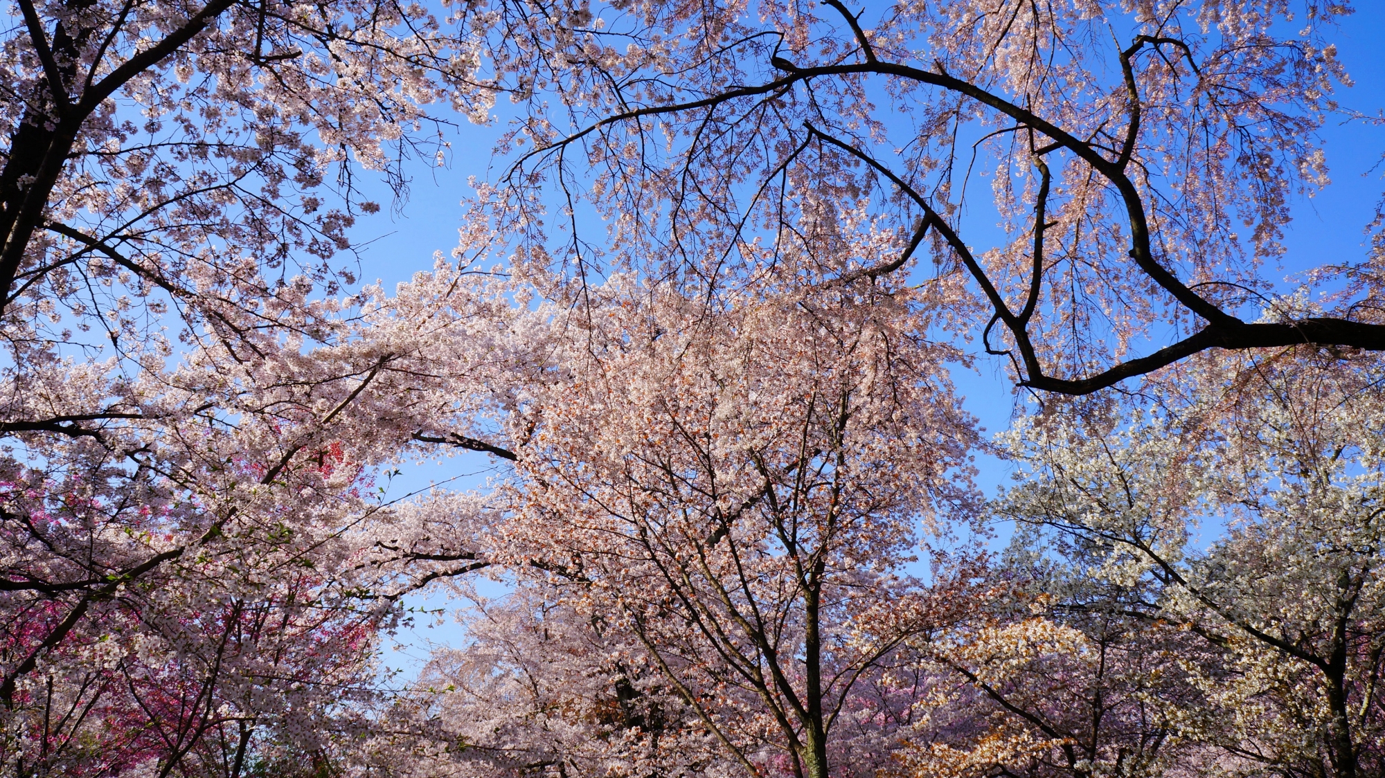 多種多様な桜が満開をむかえた平野神社桜苑