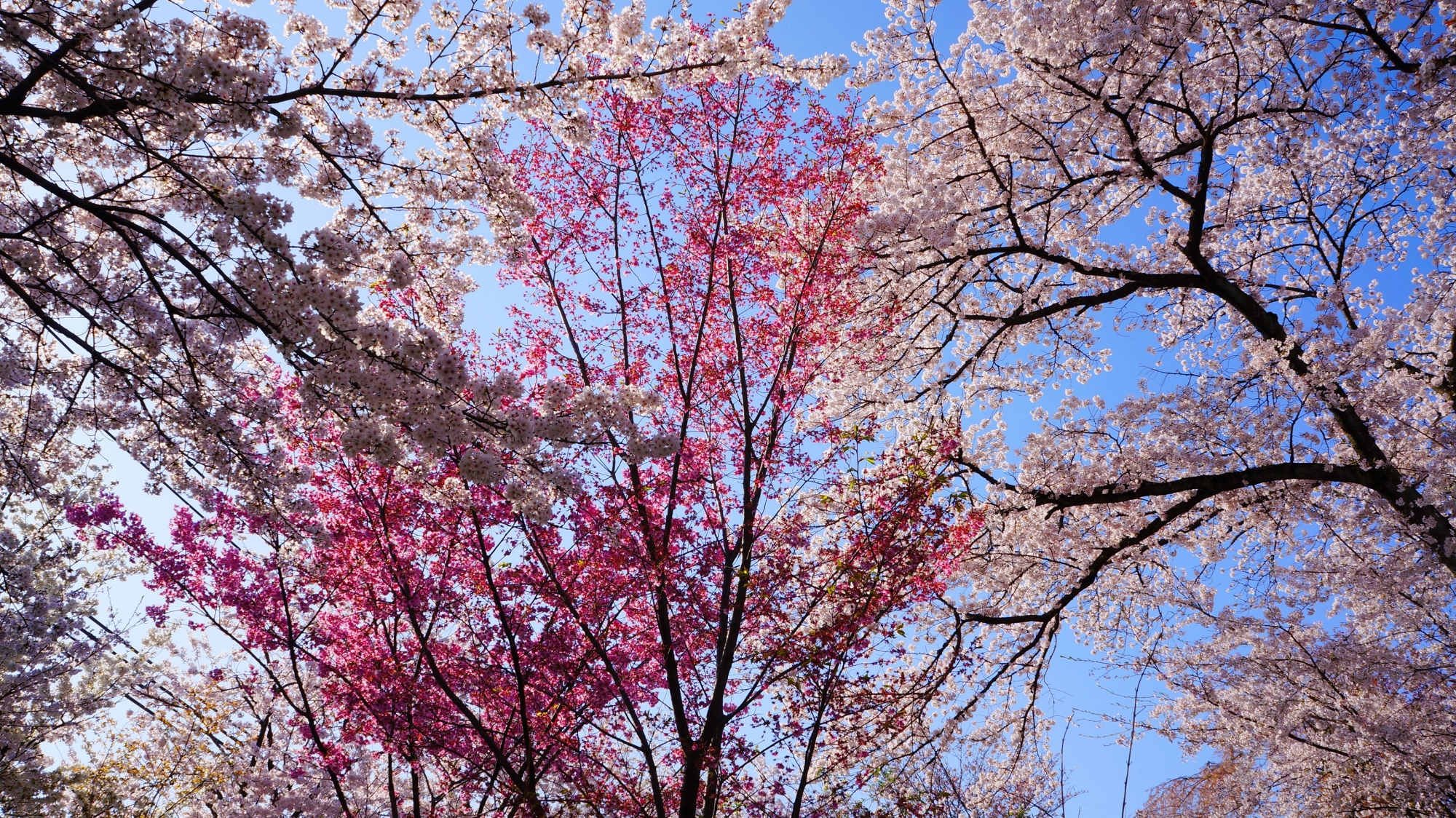 青空を染める透きとおるような色とりどりの桜