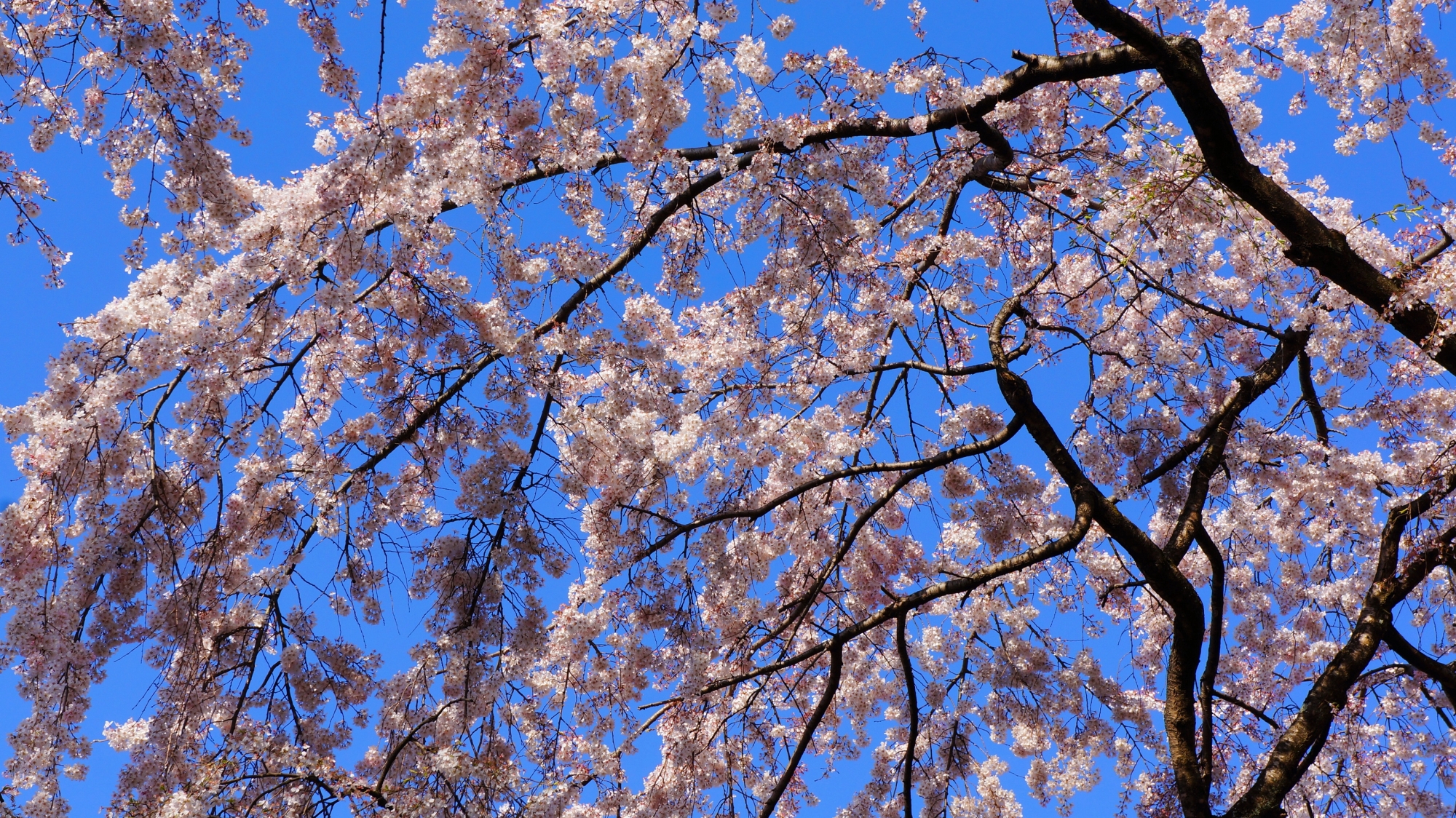 いっぱいの青空に映える華やかな桜