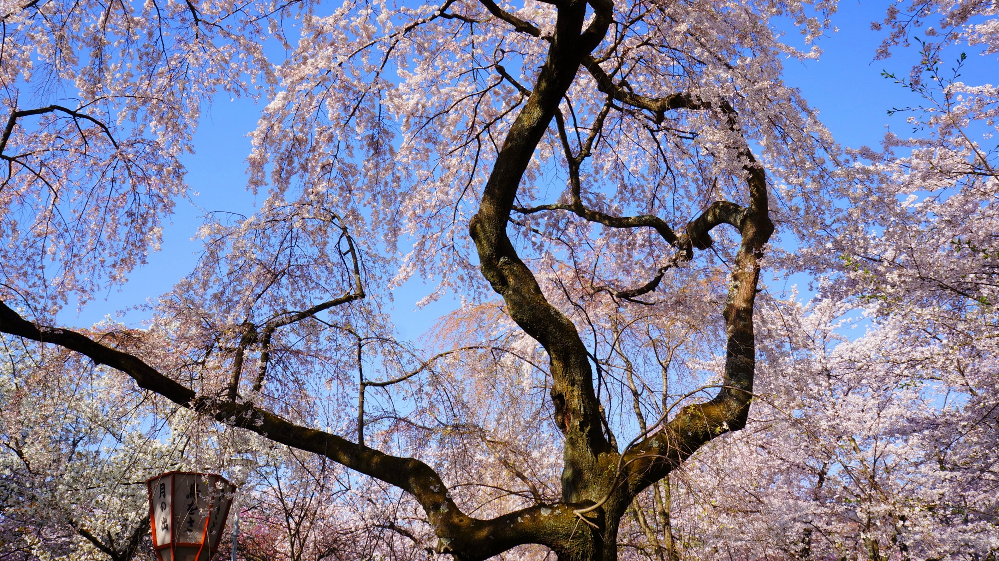 青空から降り注ぐ満開の桜の花