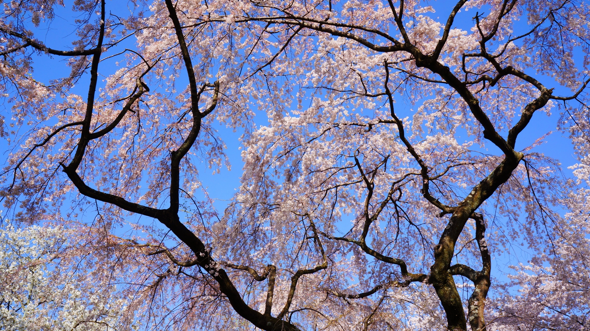 青空を芸術的に春色に彩る桜