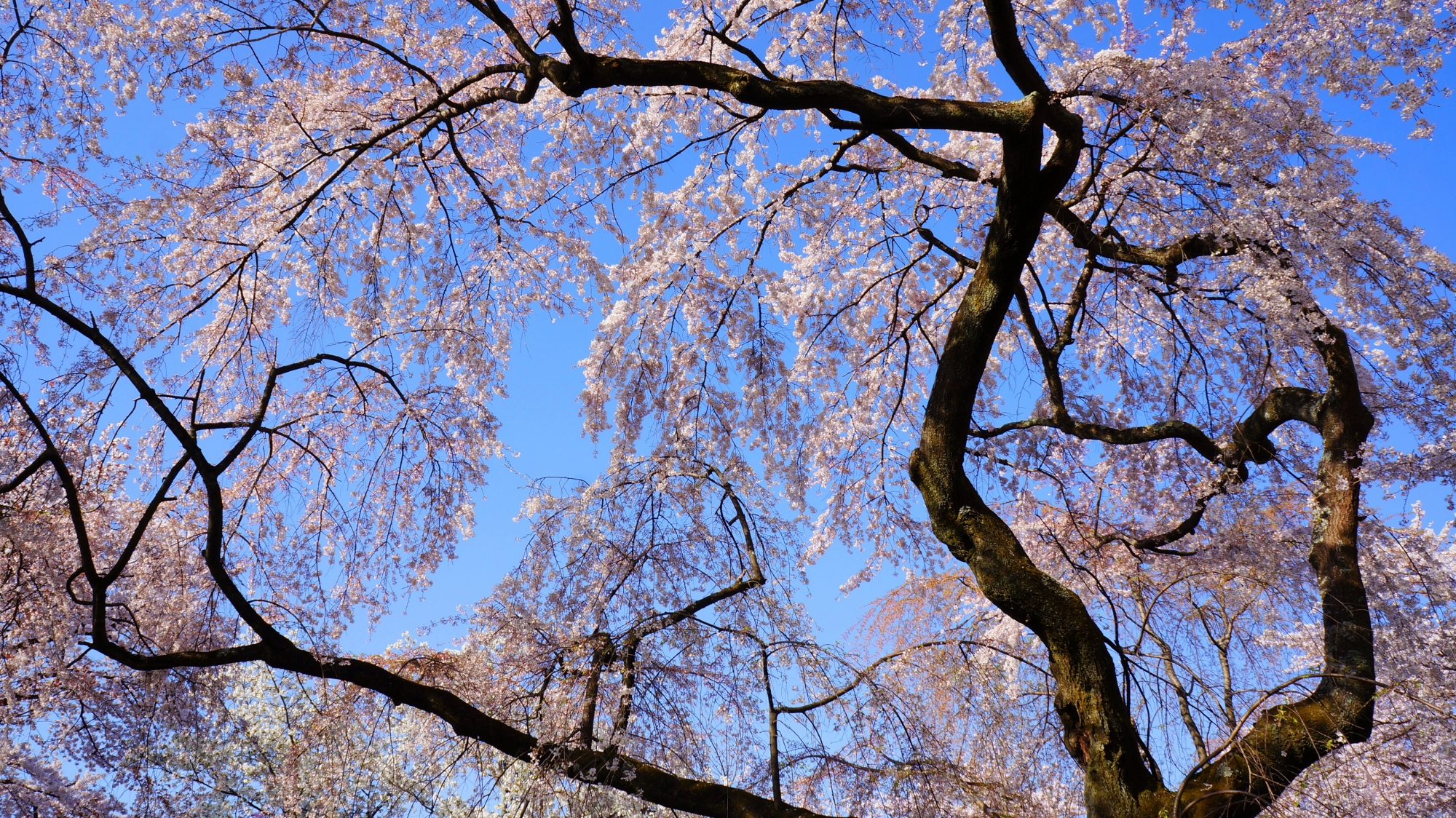 見上げる桜にはやっぱり必要な青空