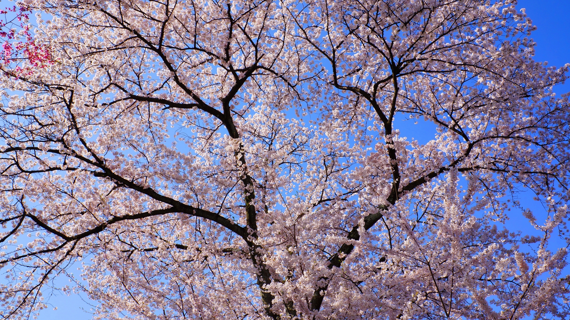 見事な桜で溢れる平野神社の桜苑