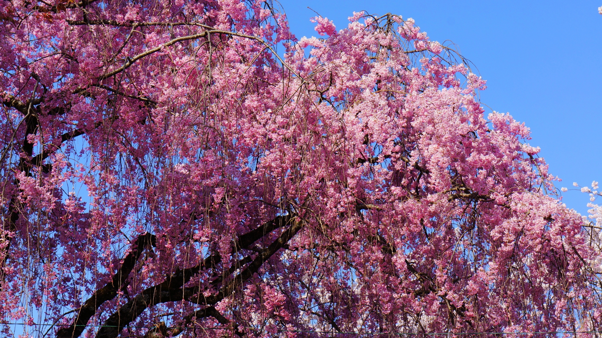 桜の花が至るところで溢れる平野神社