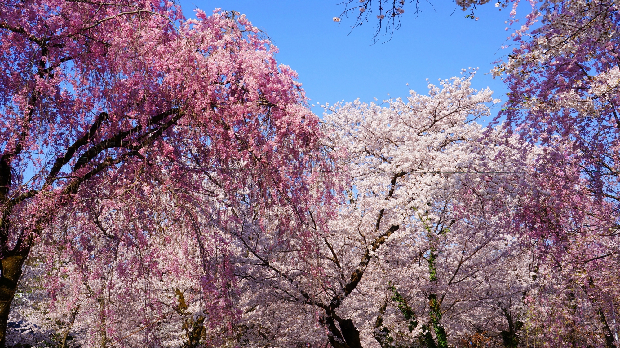 圧巻の桜の乱れ咲き