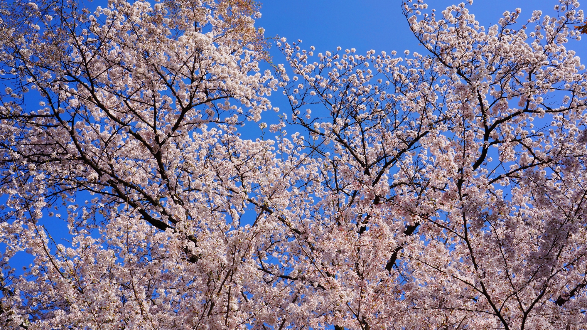 済んだ青空を優雅に彩る桜