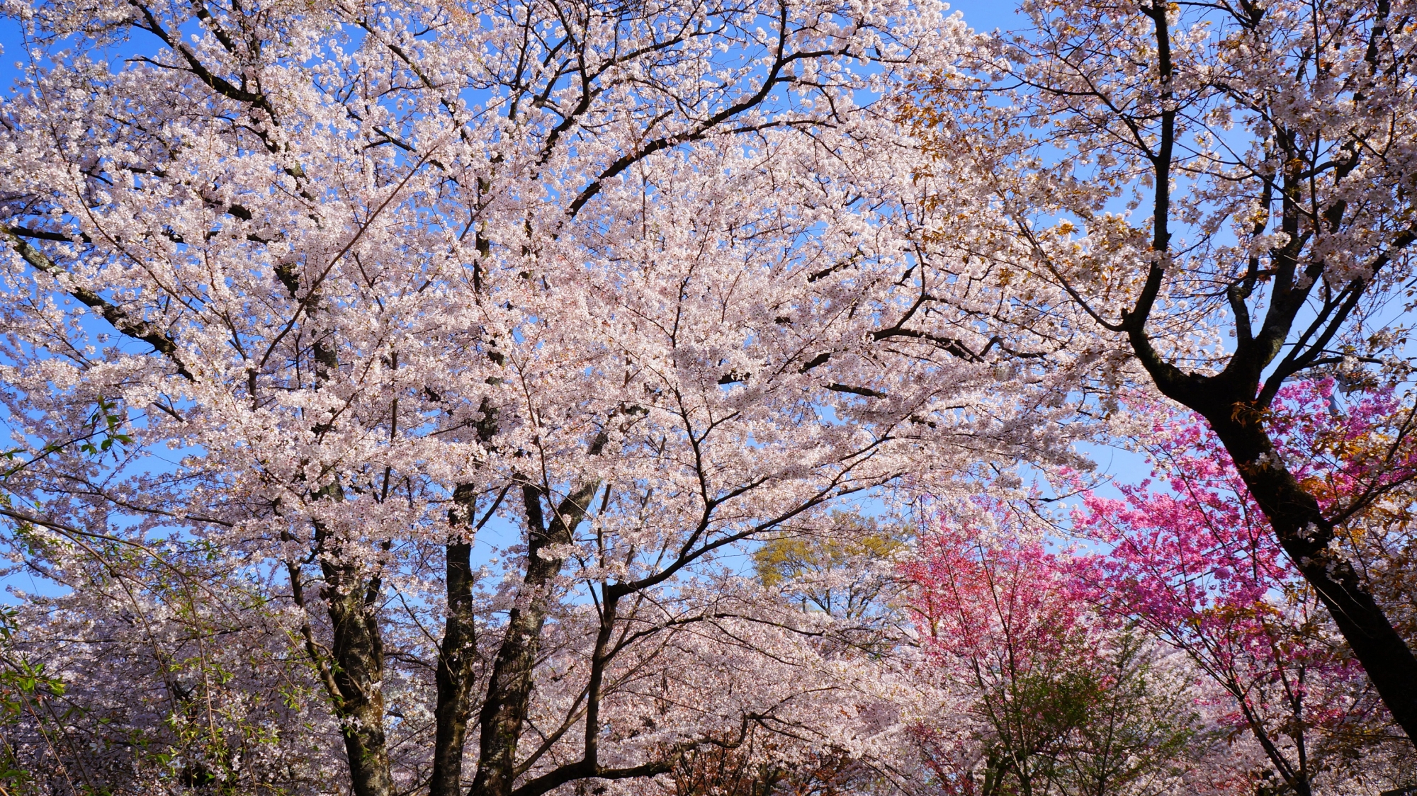 平野神社のとにかく凄すぎる桜