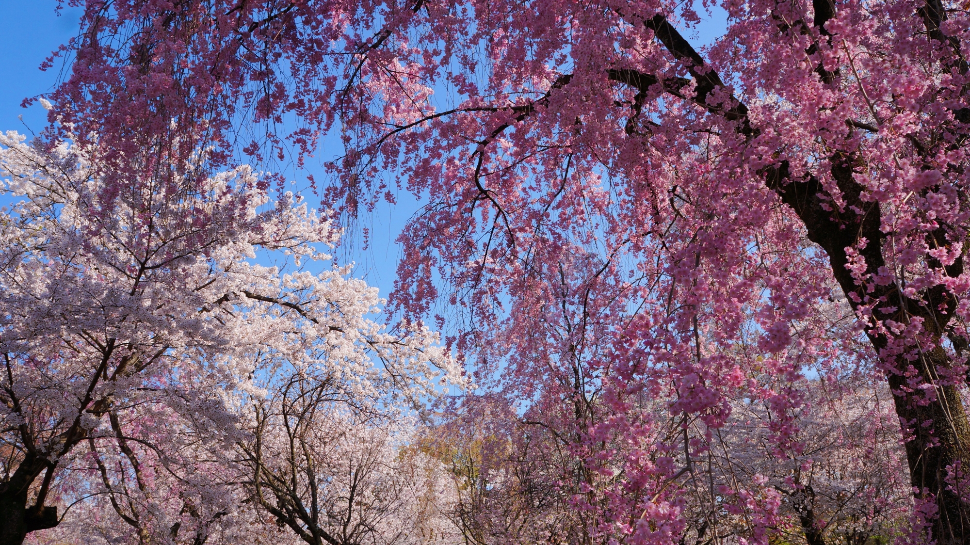 青空から降り注ぐピンクや白の桜のシャワー
