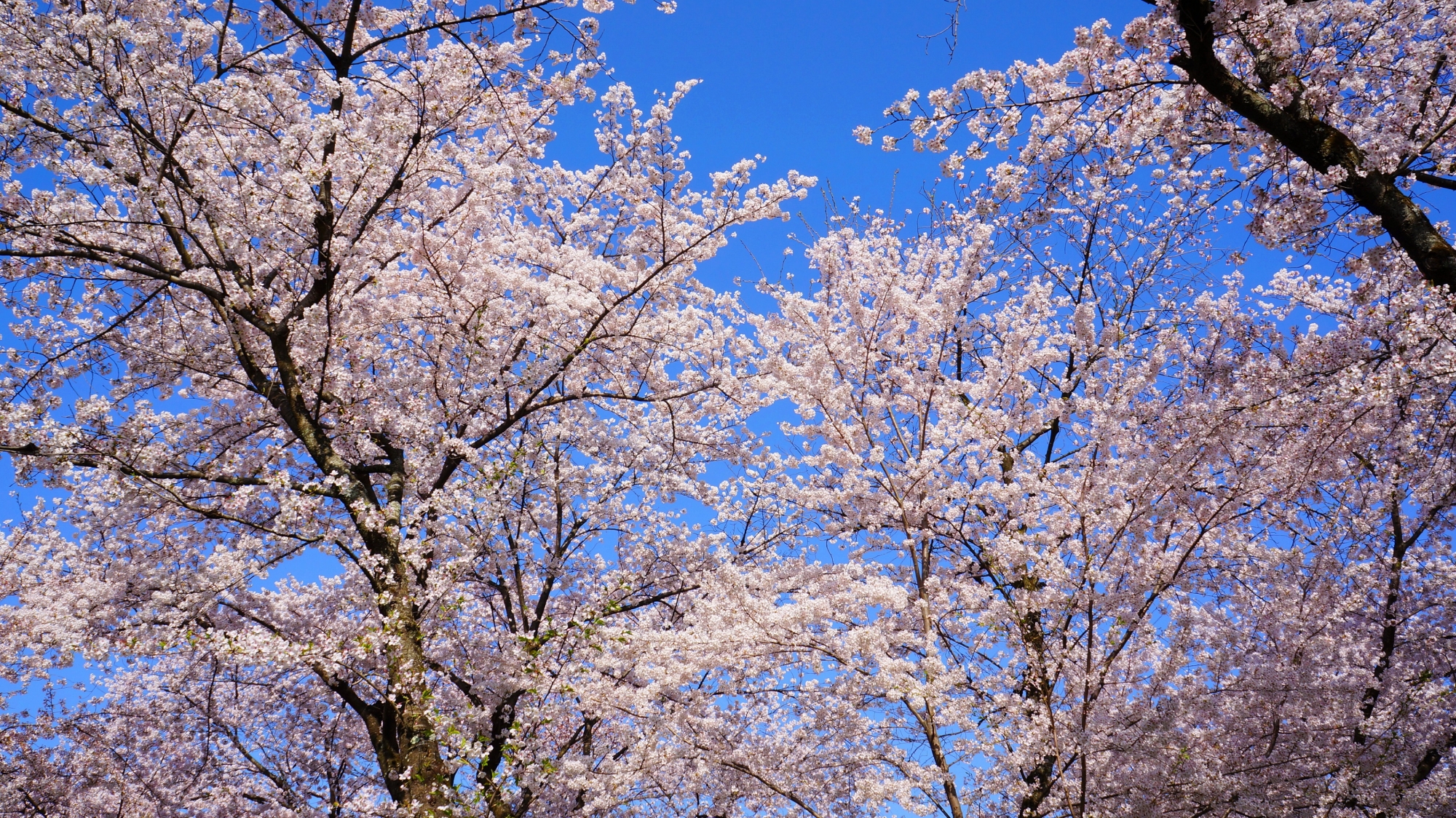 快晴の空と満開の一生もんの平野神社の桜