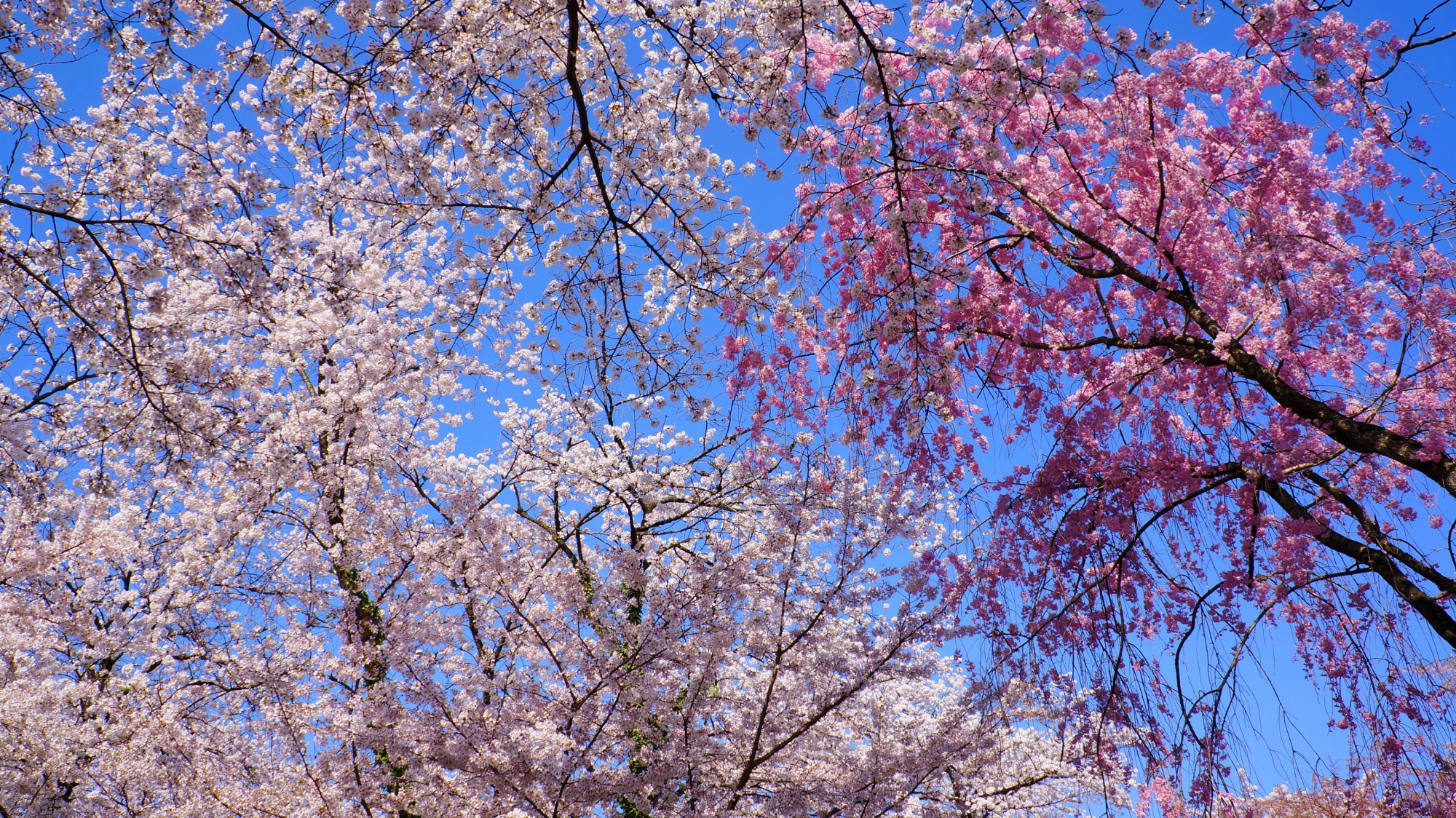 アクセントを加える鮮やかなピンクの桜