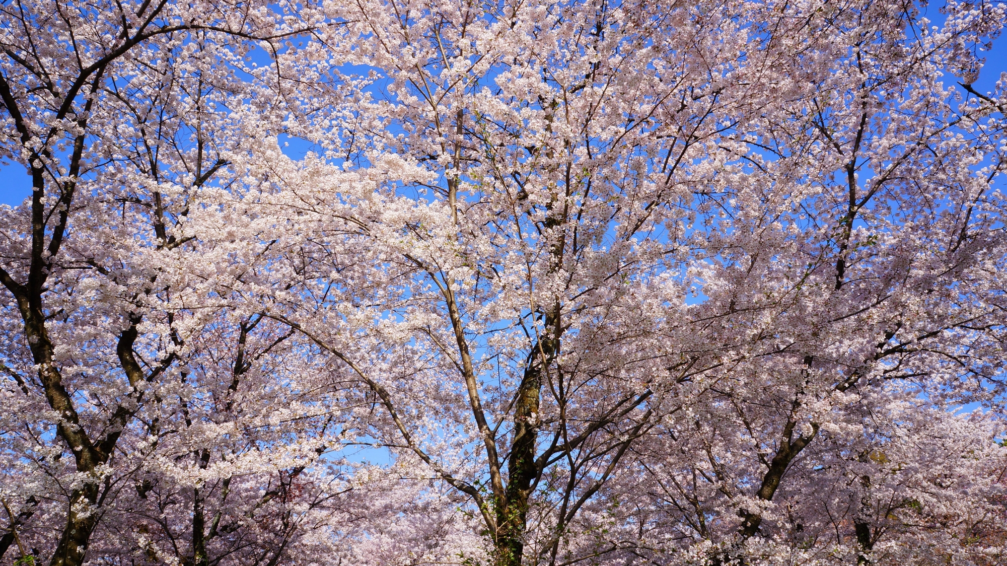 華やかな桜の天井