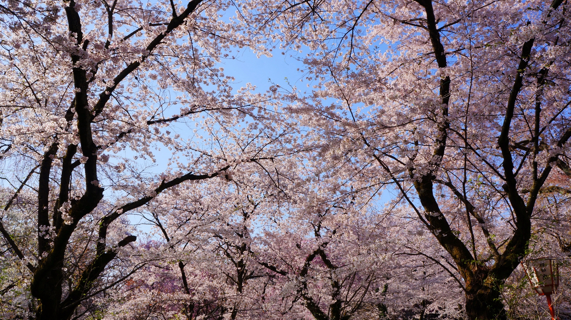 夢のような桜の空間