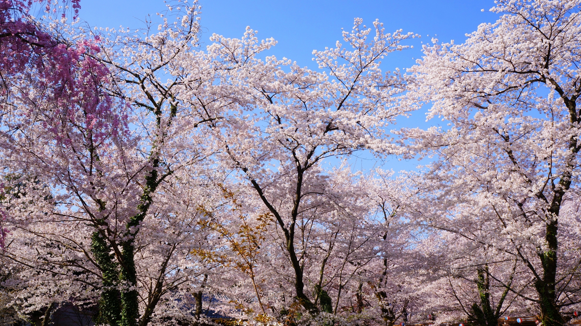 「桜の神社」や「桜の平野神社」など言われる平野神社