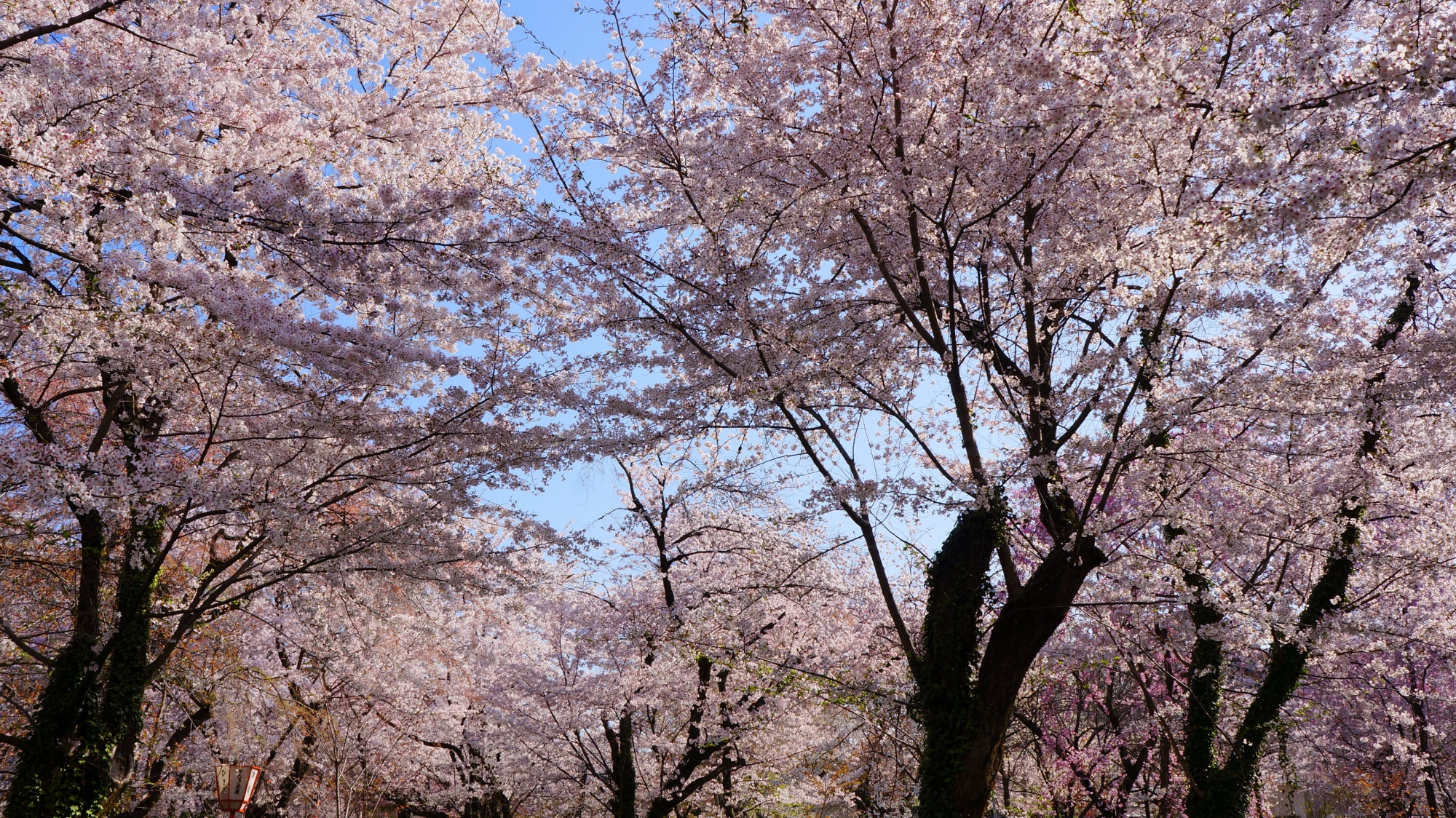 平野神社の素晴らしすぎる桜と春の情景