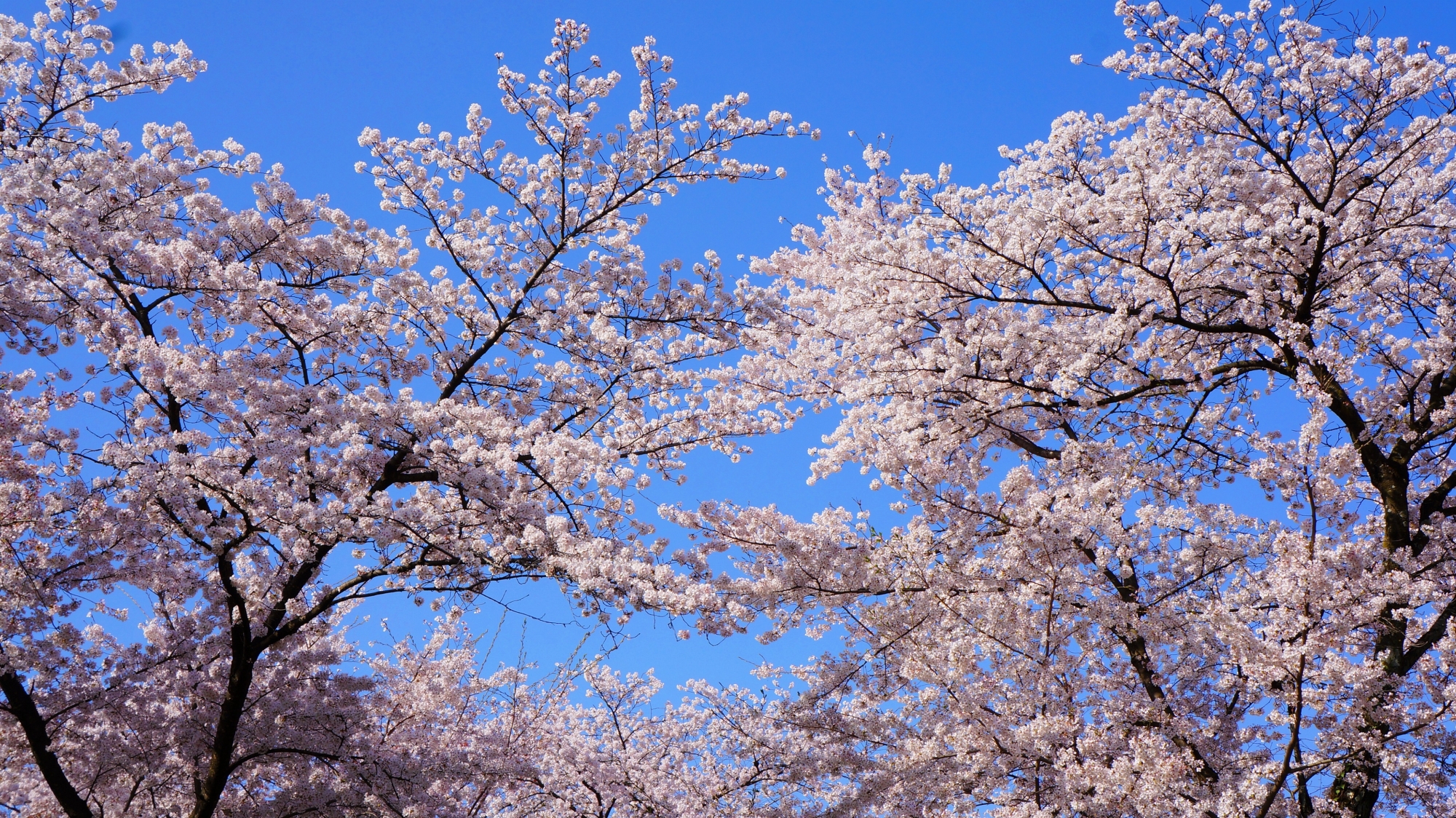 「桜の神社」の名に恥じない天晴れな桜