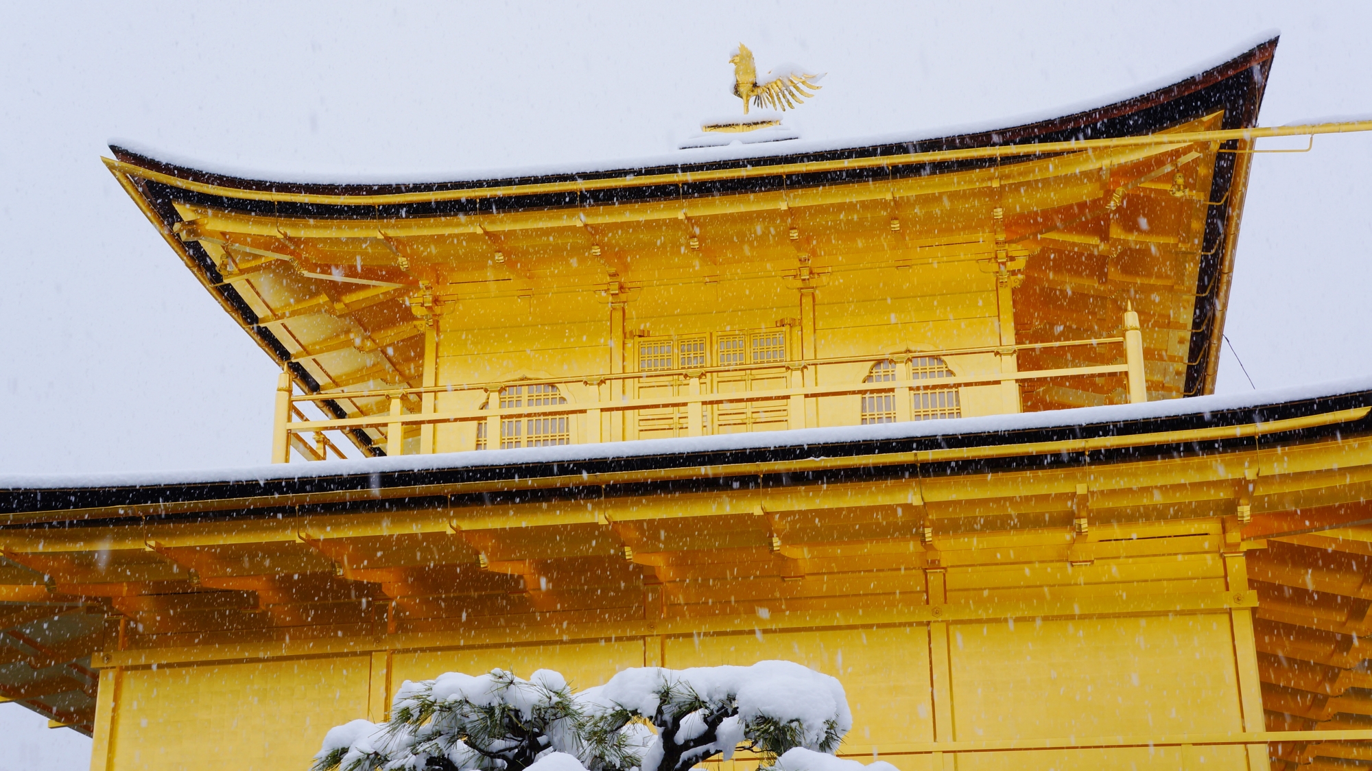 雪にそまった金閣寺の鳳凰