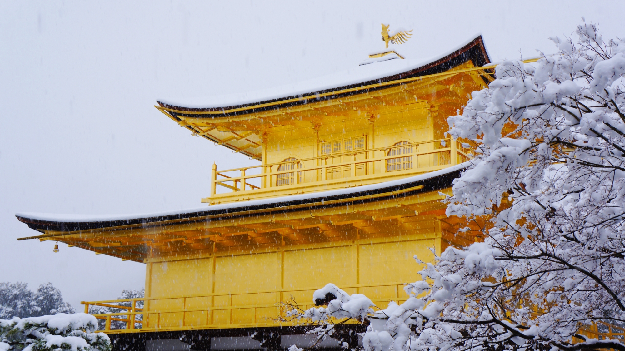 白い雪の中で引き立つ金閣寺