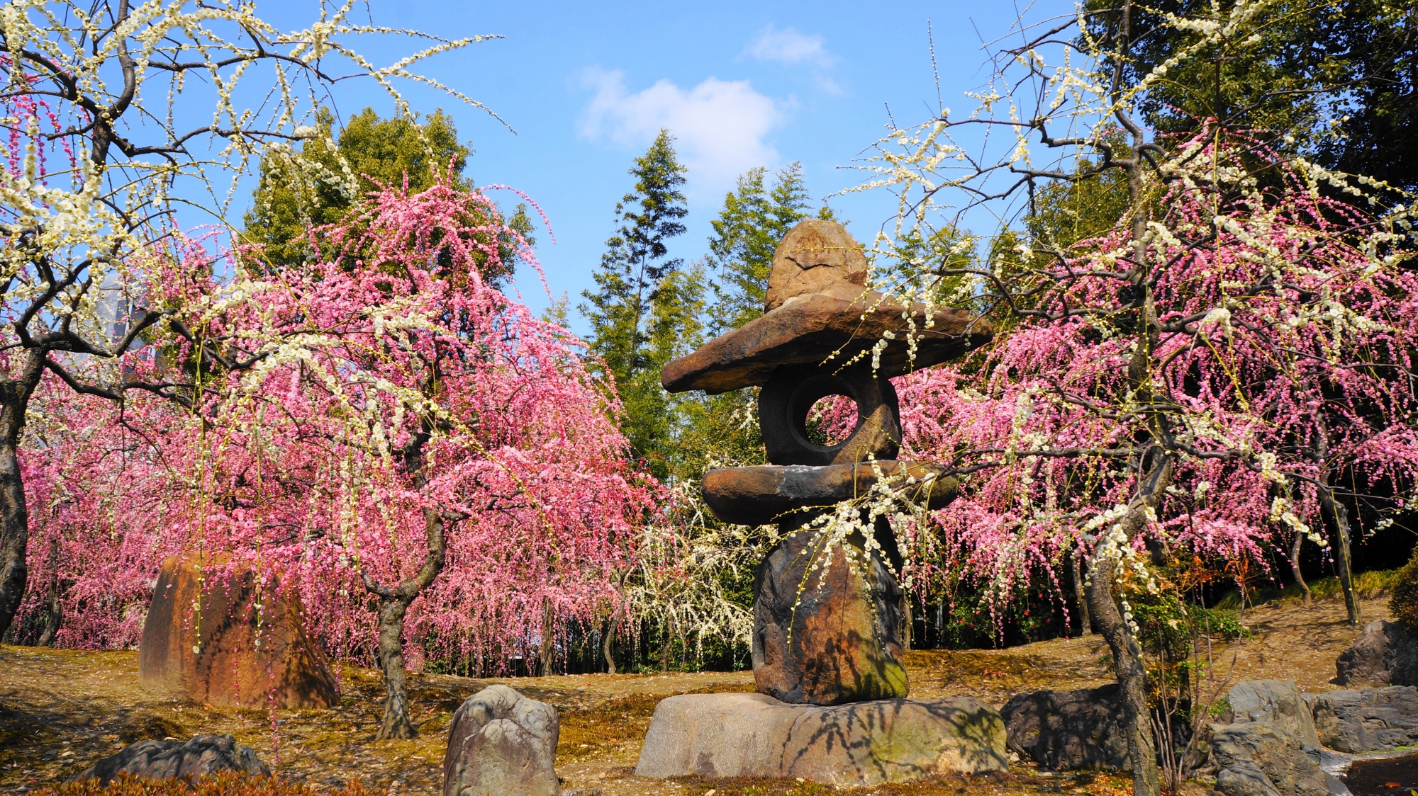 城南宮の素晴らしいしだれ梅と春の情景