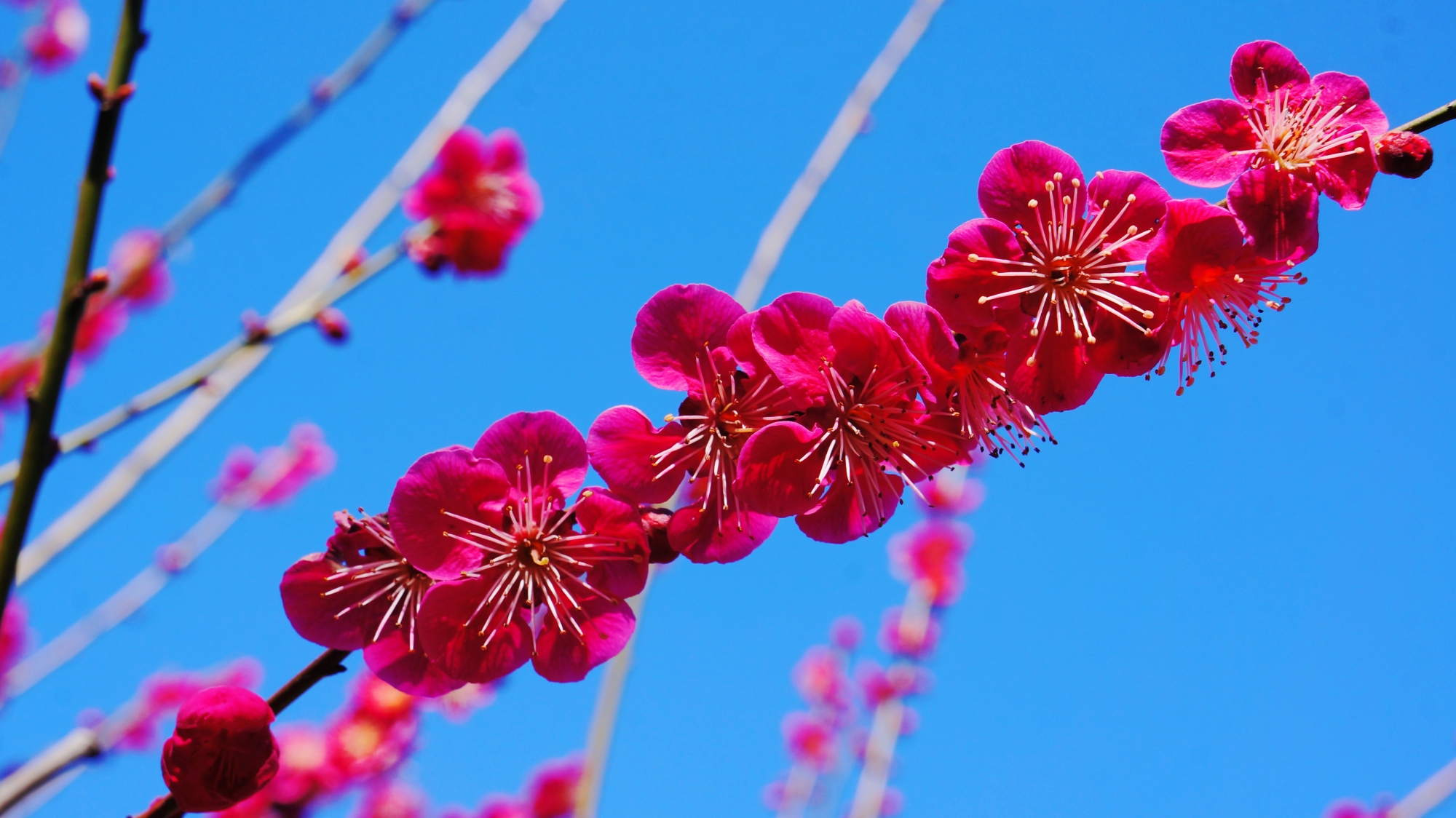青空に映える鮮やかなピンクの花