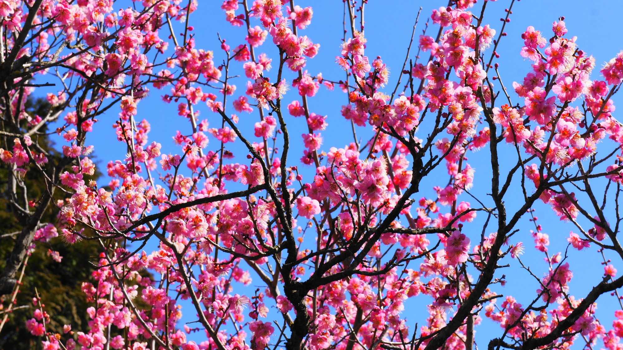 青空を彩る華やかなピンクの梅の花