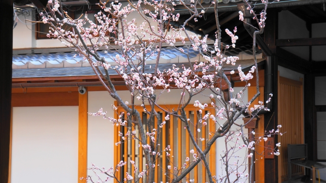 京都長仙院の満開の未開紅の梅