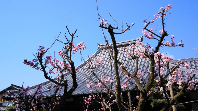 梅の咲く京都の太子堂白毫寺