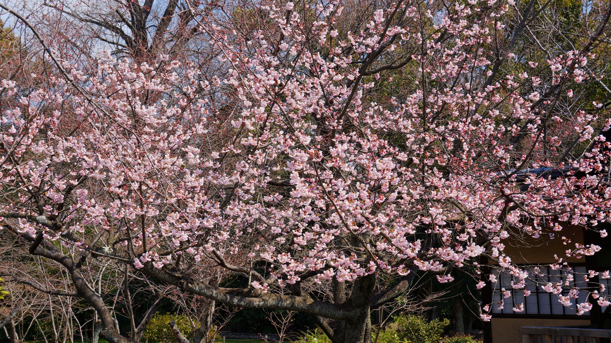 渉成園の早咲きの桜として知られる修善寺寒桜