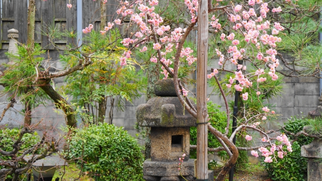 京都の善導寺の善導寺型燈籠と鮮やかな梅