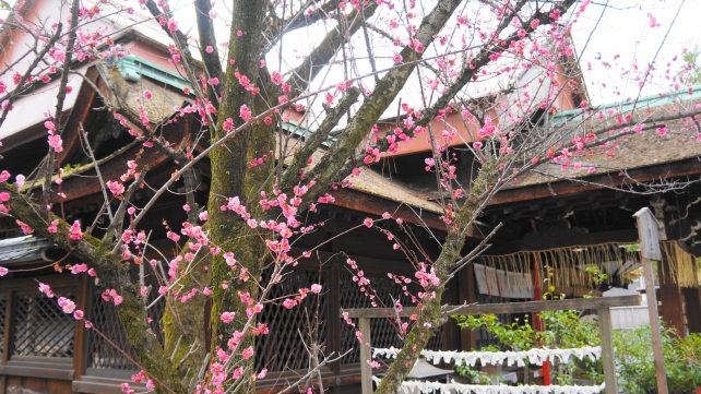 下御霊神社の春の梅