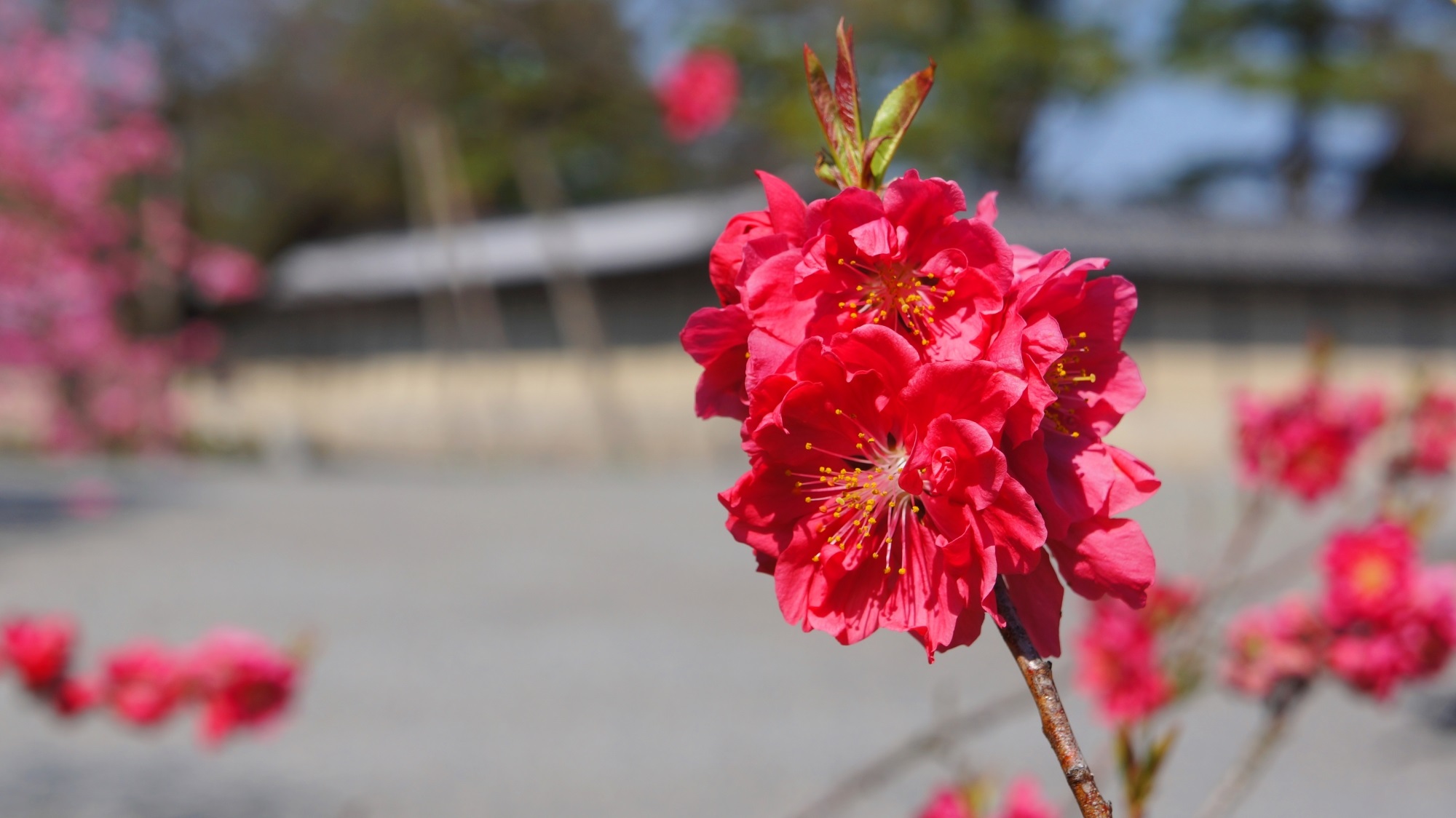 京都御苑 梅・桃・モクレン　艶やかな春の花