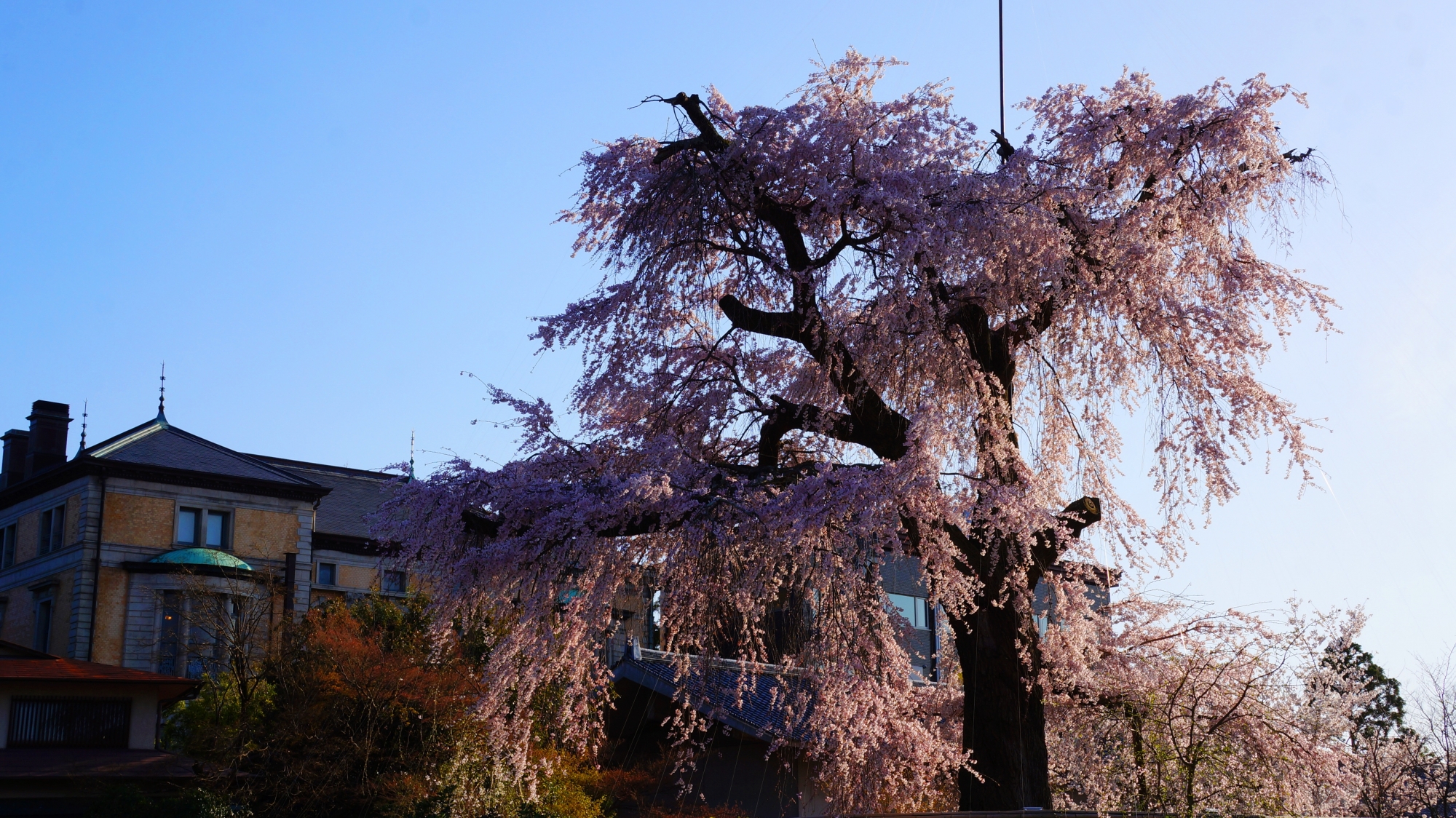 夕陽に照らされる祇園枝垂桜