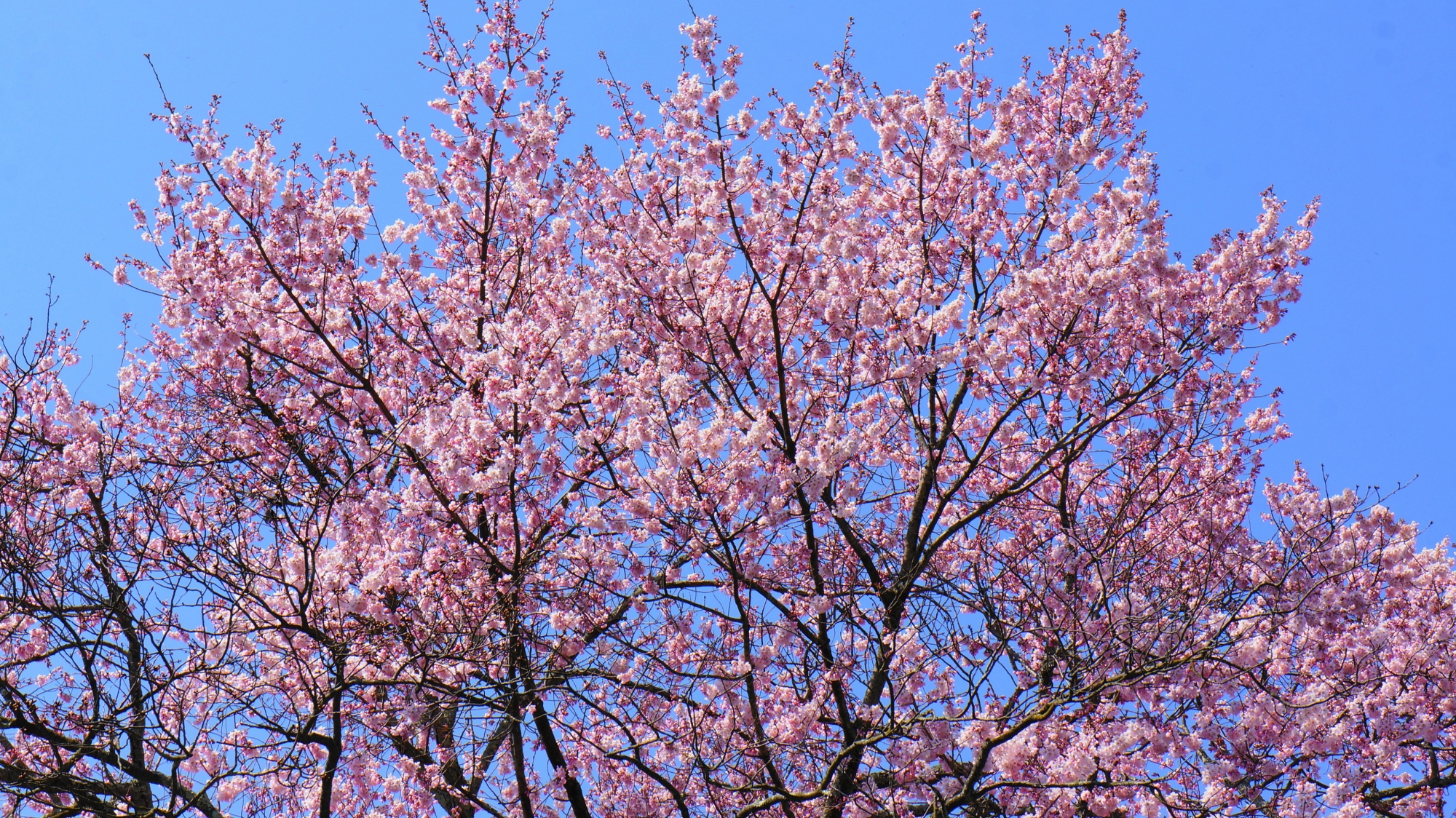 青空に映える華やかな桜