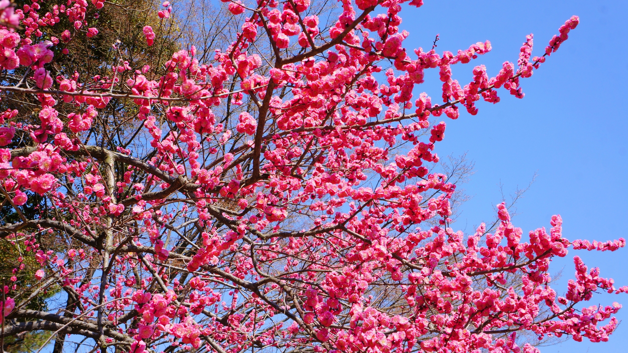 青い空をピンクにそめる鮮やかな梅の花