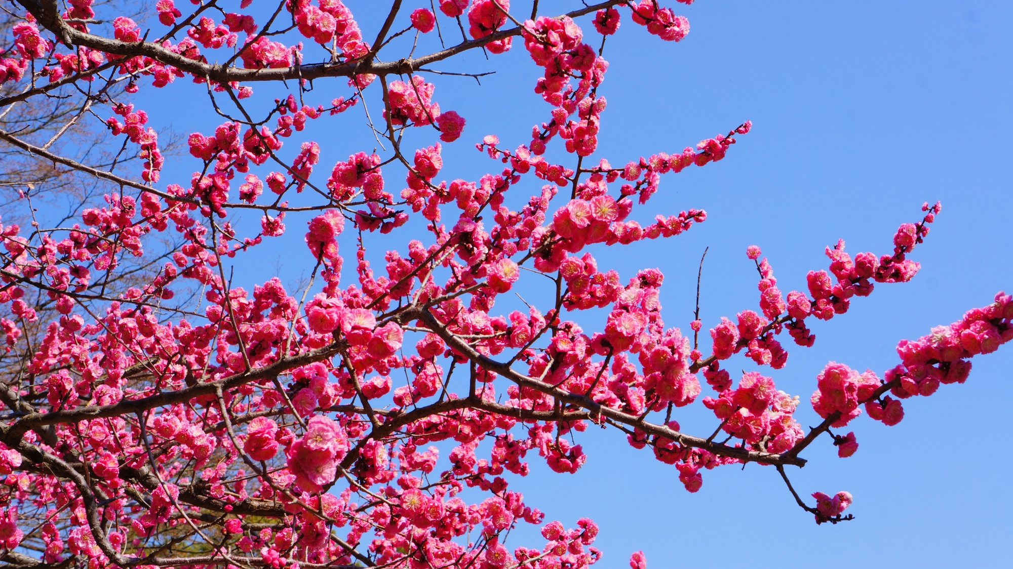 京都御苑のずっと見ていたい梅