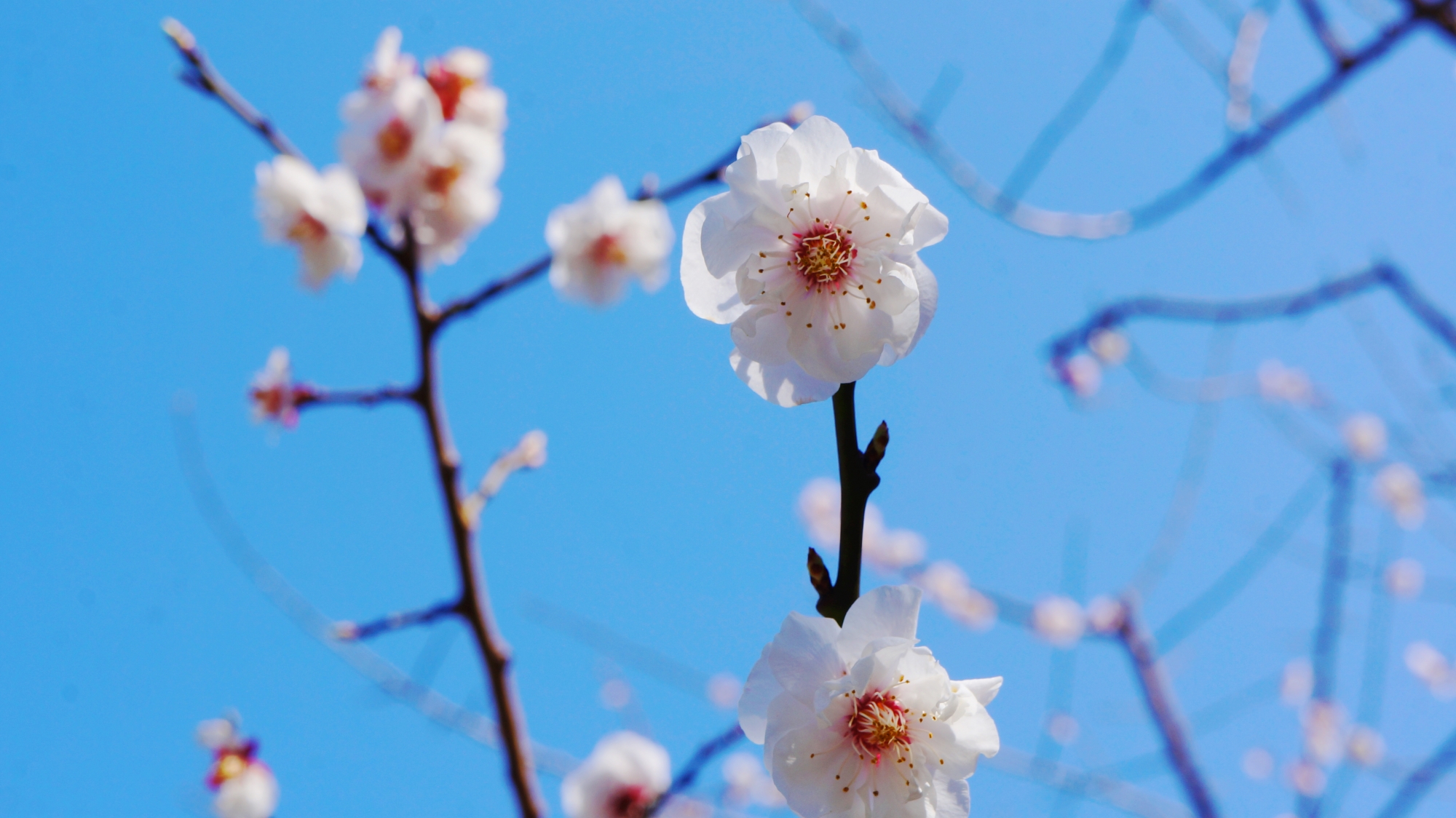 白っぽい可憐な梅の花