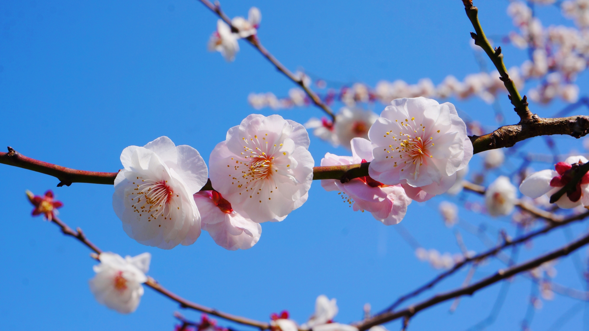 京都御苑の華やかな梅の花