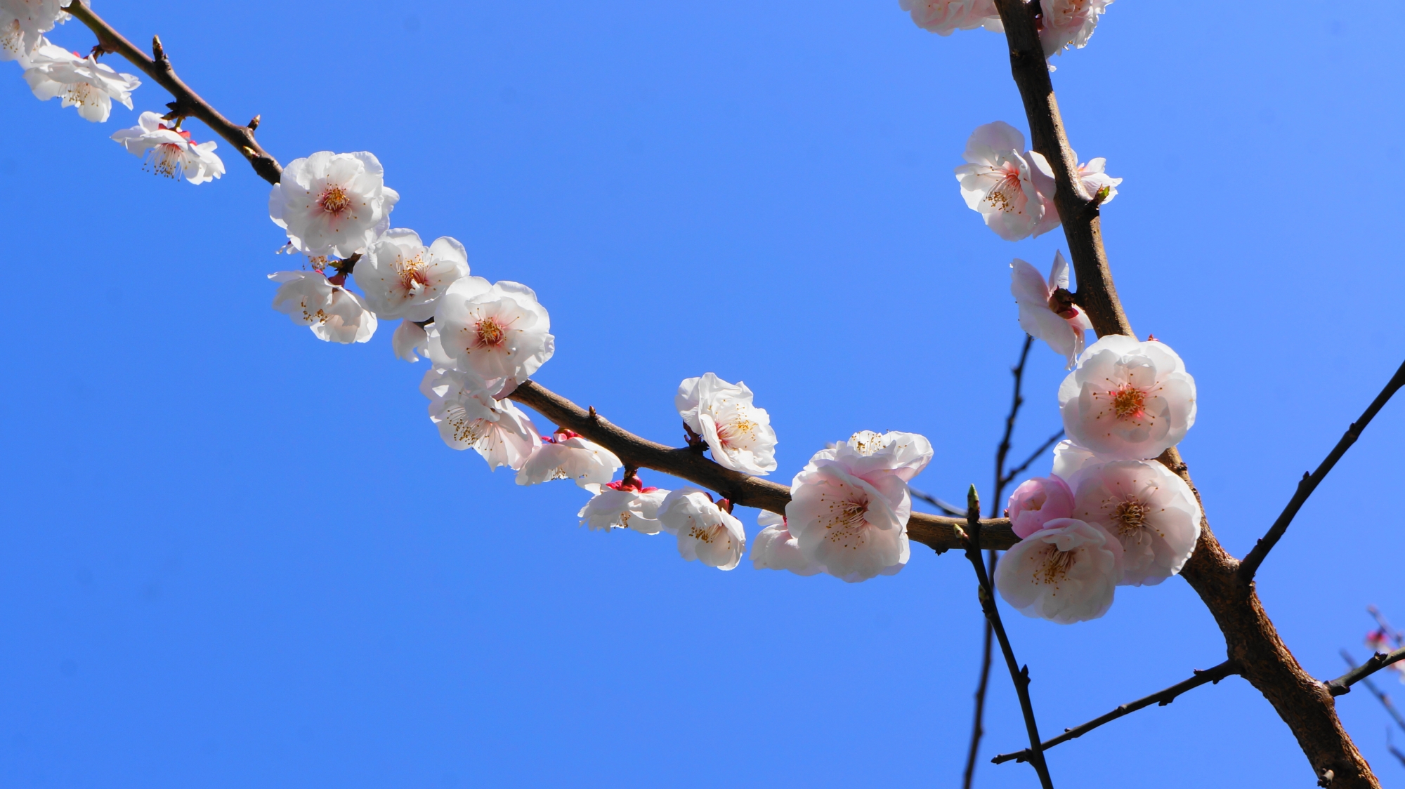 春の青空を華やかに彩る梅