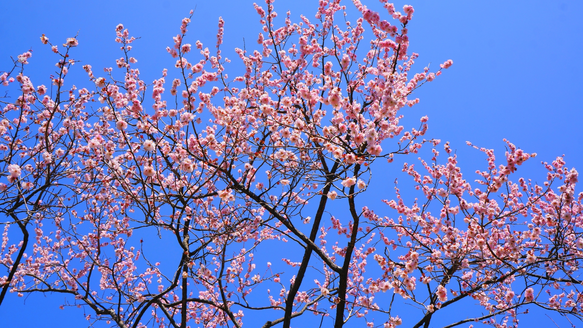 京都御苑の梅林の梅