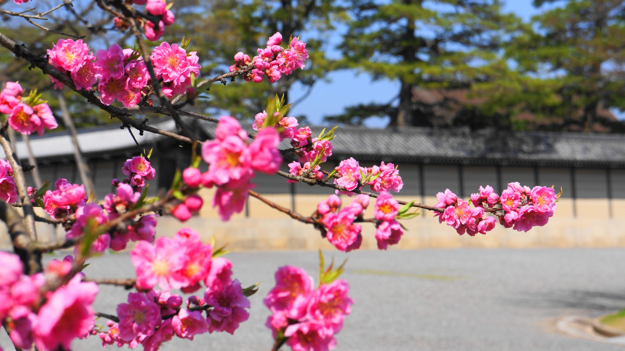 京都御苑の塀を背景にした桃の花