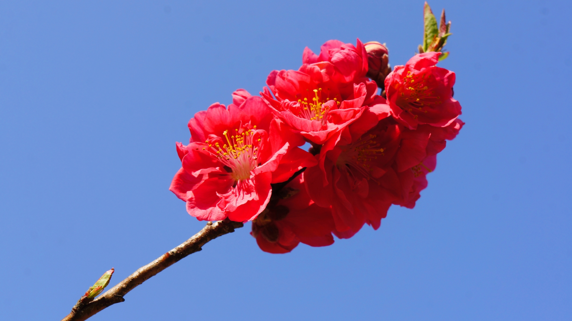 京都御苑の見事に咲き誇る赤い桃の花